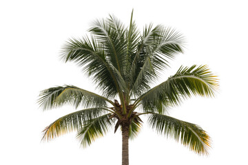 Fototapeta premium A vibrant, tropical coconut palm tree, isolated on a transparent background, showcases lush green fronds. background removed
