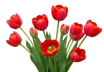 Bouquet of red tulips isolated on transparent background, spring flowers for Mother s Day and Valentine s Day, floral arrangement