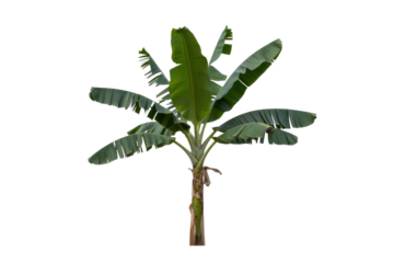 A single banana tree with lush green leaves, isolated on a transparent background. background removed