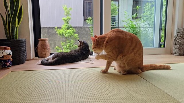 An orange cat sits on a tatami mat grooming its paw while a tabby cat relaxes near the window, enjoying the soft natural light and garden view, creating a peaceful and warm indoor atmosphere.
