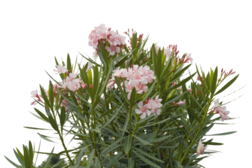 A cluster of Nerium oleander blossoms, light pink petals and vibrant green leaves. background removed