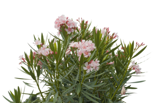 A cluster of Nerium oleander blossoms, light pink petals and vibrant green leaves. background removed