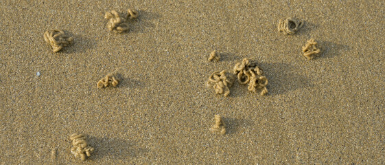 Tas de sable enroulés créés par des vers marins ou des arenicola marina, au bord de la mer, format bannière