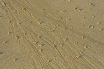 Vue large de tas de sable enroulés, créés par des vers marins ou arenicola marina, au bord de la...