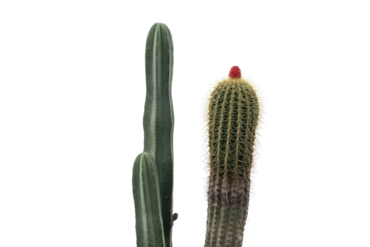 Two cacti against a transparent background, one with a red flower on top. background removed