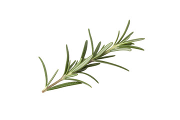 Fototapeta premium A sprig of rosemary, isolated on a transparent background, showcasing its needle-like leaves and woody stem. background removed