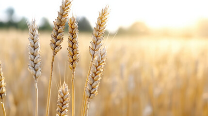 Fototapeta premium Golden wheat stalks sway gently in sunlight, symbolizing abundance and nature beauty