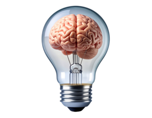 Front View Transparent Lightbulb Encasing Brain, Conceptual Art, Isolated PNG