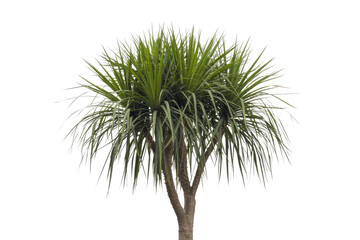 A Dracaena marginata, also known as a dragon tree, with multiple stems and long, spiky leaves, isolated on a transparent background. background removed