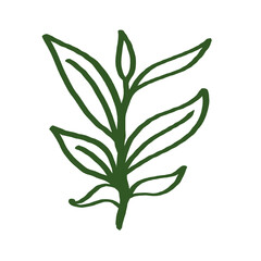 Beautiful Green Tea Leaf Line Art Illustration