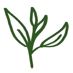 Beautiful Green Tea Leaf Line Art Illustration