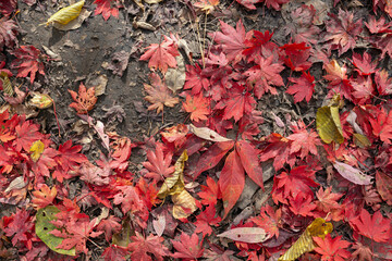 Maple leaf fall