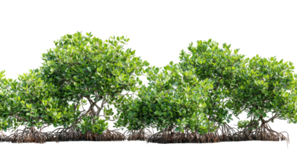 Group of healthy mangrove trees with vibrant green leaves on transparent background