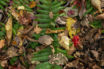A fern in the fallen leaves