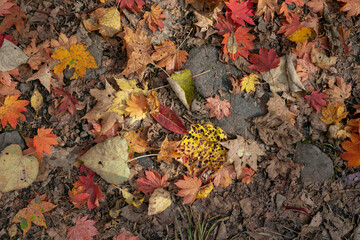 Obraz premium Fallen leaves