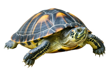 A vibrant, detailed close-up of a turtle with a striking yellow and black shell. background removed