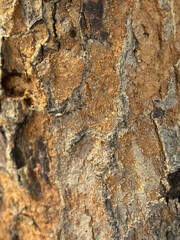 Weathered tree bark texture with rich golden and gray hues for rustic backgrounds now