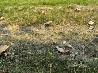 Sunlit meadow with dried leaves and green grass creates a calming nature scene