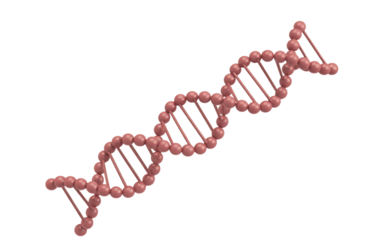3D rendering of a DNA double helix structure, simplified representation of genetic code. background removed