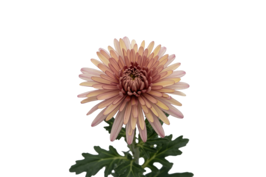 A single, peach-colored chrysanthemum blossom with green leaves, isolated on a transparent background. background removed