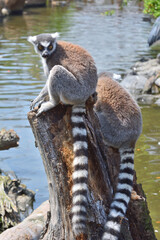 ワオキツネザル