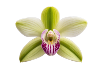 A vibrant green and white orchid blossom with a magenta center, isolated on a transparent background. background removed
