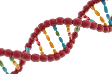 3D rendering of a DNA double helix, showcasing its structure and genetic code. background removed