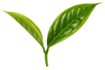 Close-up of two vibrant green tea leaves, isolated on a transparent background. background removed