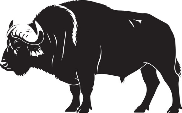 Majestic silhouette of a powerful gaur bovid animal standing still side profile