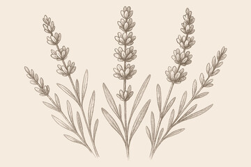 Fototapeta premium Pencil lavender sprigs hatching sketch vector shading textured delicate illustration