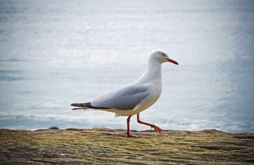 A seagull is walking on the stone at the harbour with the river background. The seagull has a white body and grey wings. 