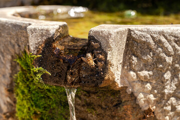 The wild bee (Apis mellifera) drinks water close-up