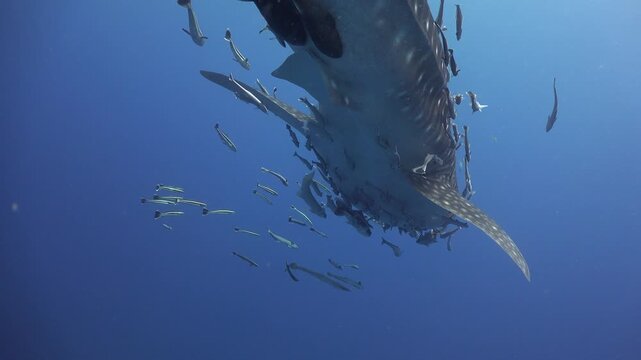 Camera passes closely under the belly of a whale shark (Rhincodon typus) with many remoras. Two suckerfish attach near the tail as the shot stops on the shark&rsquo;s left side.