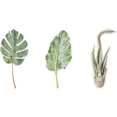 Set of Three Minimalist Line Art Prints of Monstera Fiddle Leaf Fig and Snake Plant | Modern Botanical Line Drawings Trio Wall Art | Minimal Plant Illustration Series Featuring Popular Houseplants 