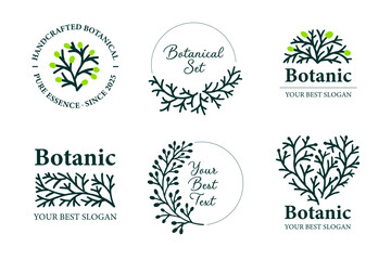 Botanical Logo Templates with Hand-Drawn Cypress Branch. Coniferous design elements