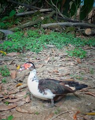 Muscovy Duck Standing on Ground with Dry Leaves in Natural Environment.
