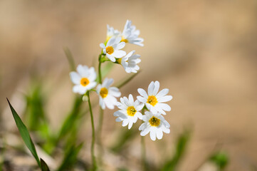 栗駒山に咲くヒナザクラ