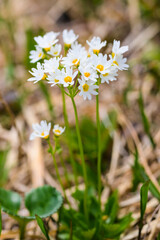 栗駒山に咲くヒナザクラ