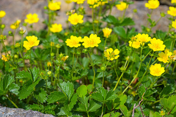 栗駒山に咲くミヤマキンバイ
