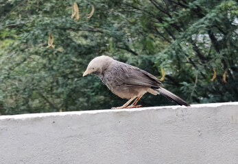 Wild Bird Sitting on Wall in Natural Green Environment