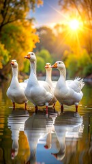 Obraz premium Five white geese stand in a calm river, bathed in sunlight
