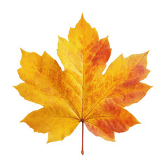 Obraz premium PNG Vibrant autumn maple leaf image.