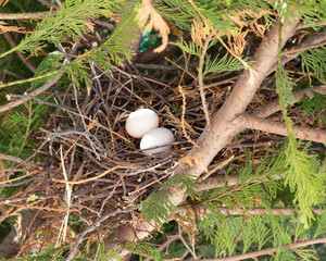 The bird nest with eggs