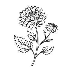 knautia macedonica flower