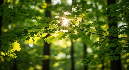 Sunlight streams through lush green leaves in a dense forest canopy