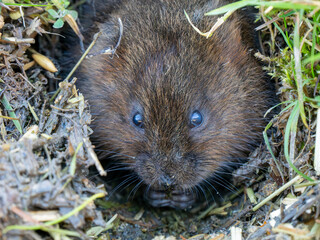 Water Vole Looking Out a Burrow