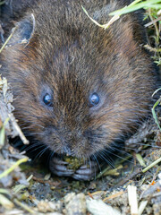 Water Vole Looking Out a Burrow