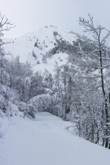 montagne sous la neige, scène hivernale, chutes de neige et froid dans les Alpes, hiver
