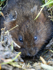 Water Vole Looking Out a Burrow