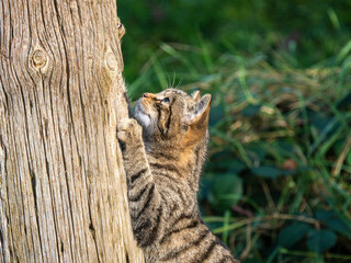 Fototapeta premium Scottish Wildcat Scratching a Tree